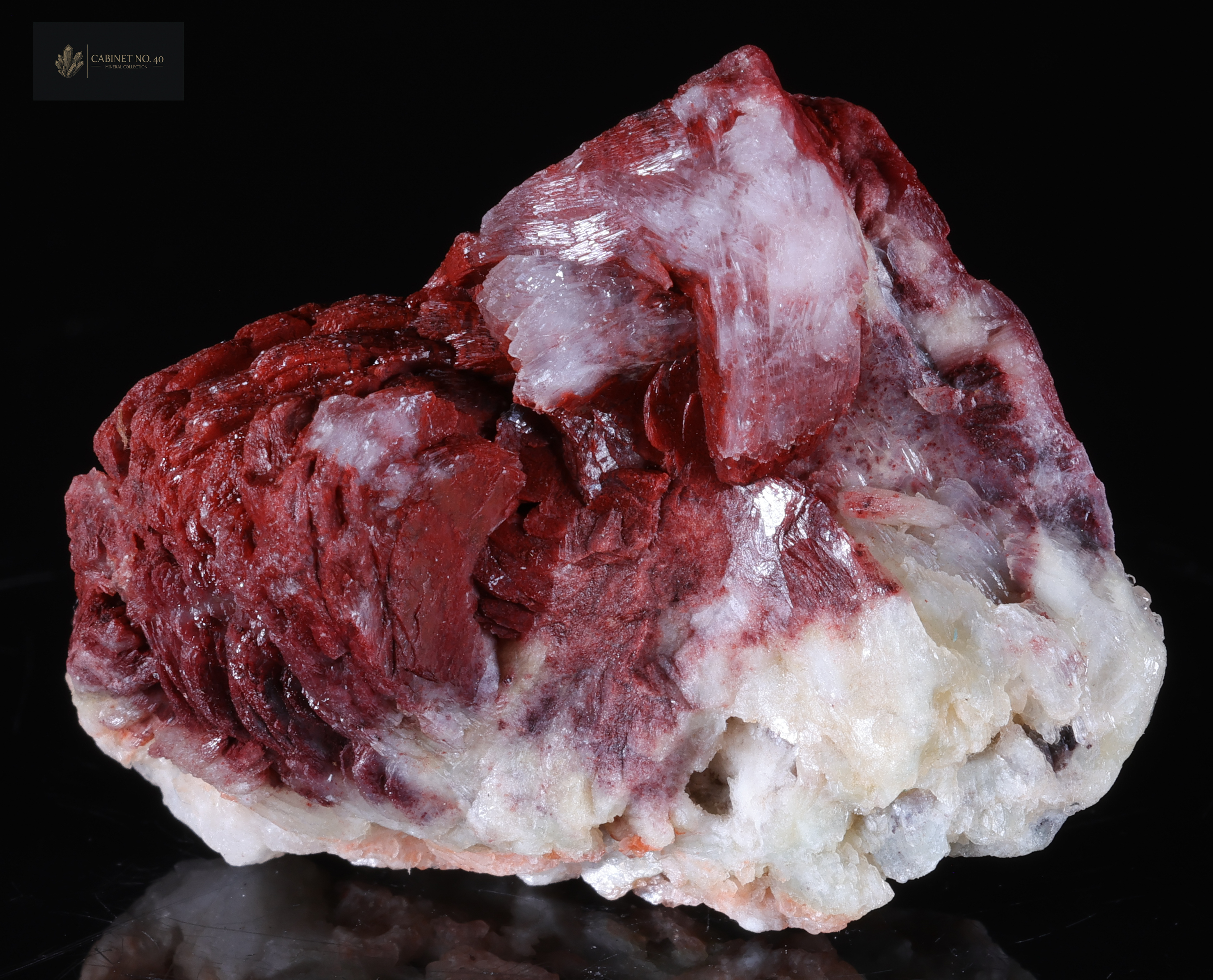 Estilbita roja con contraste blanco de Aurangabad en India